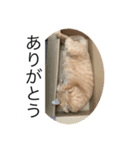うちのNYANKO 6 先輩に使える（個別スタンプ：5）