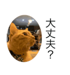 うちのNYANKO 6 先輩に使える（個別スタンプ：6）