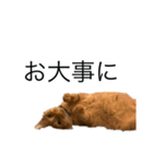 うちのNYANKO 6 先輩に使える（個別スタンプ：7）