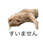 うちのNYANKO 6 先輩に使える（個別スタンプ：8）