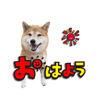 柴犬しずかとあやめ（個別スタンプ：1）