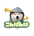 柴犬しずかとあやめ（個別スタンプ：2）