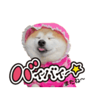 柴犬しずかとあやめ（個別スタンプ：3）