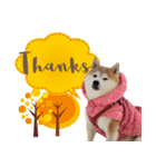 柴犬しずかとあやめ（個別スタンプ：5）