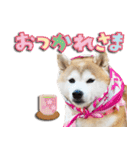 柴犬しずかとあやめ（個別スタンプ：6）