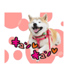 柴犬しずかとあやめ（個別スタンプ：7）