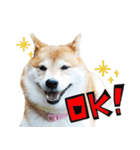 柴犬しずかとあやめ（個別スタンプ：8）