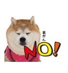 柴犬しずかとあやめ（個別スタンプ：9）