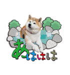柴犬しずかとあやめ（個別スタンプ：10）
