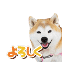 柴犬しずかとあやめ（個別スタンプ：11）