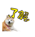 柴犬しずかとあやめ（個別スタンプ：12）