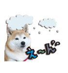 柴犬しずかとあやめ（個別スタンプ：13）