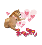 柴犬しずかとあやめ（個別スタンプ：14）