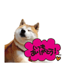 柴犬しずかとあやめ（個別スタンプ：15）