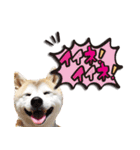 柴犬しずかとあやめ（個別スタンプ：16）