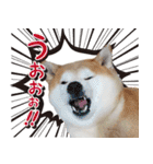 柴犬しずかとあやめ（個別スタンプ：17）
