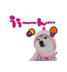 柴犬しずかとあやめ（個別スタンプ：18）