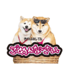 柴犬しずかとあやめ（個別スタンプ：19）