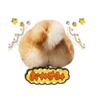 柴犬しずかとあやめ（個別スタンプ：20）