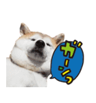 柴犬しずかとあやめ（個別スタンプ：21）