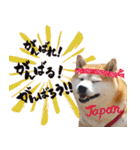 柴犬しずかとあやめ（個別スタンプ：22）
