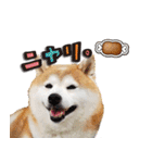 柴犬しずかとあやめ（個別スタンプ：23）