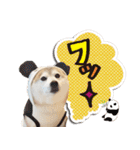 柴犬しずかとあやめ（個別スタンプ：24）