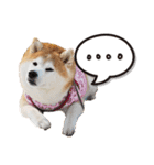 柴犬しずかとあやめ（個別スタンプ：25）