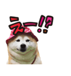 柴犬しずかとあやめ（個別スタンプ：26）