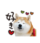 柴犬しずかとあやめ（個別スタンプ：28）