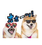 柴犬しずかとあやめ（個別スタンプ：30）