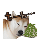 柴犬しずかとあやめ（個別スタンプ：31）