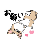 ちわわ と といまん（個別スタンプ：4）