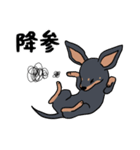ちわわ と といまん（個別スタンプ：11）