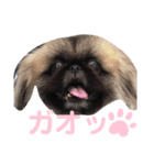 モコペコ❤️（個別スタンプ：12）