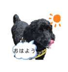 真っ黒ダップー2スタンプ（個別スタンプ：4）