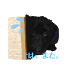 真っ黒ダップー2スタンプ（個別スタンプ：5）