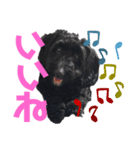 真っ黒ダップー2スタンプ（個別スタンプ：6）