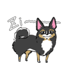 MIX犬 ポメパピさんの日常スタンプ（個別スタンプ：10）