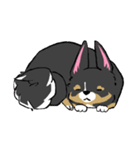 MIX犬 ポメパピさんの日常スタンプ（個別スタンプ：30）