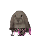 フレンチロップの紫乃すたんぷ（個別スタンプ：5）