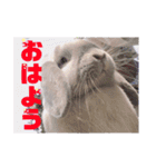フレンチロップの紫乃すたんぷ（個別スタンプ：12）