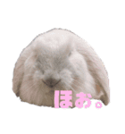 フレンチロップの紫乃すたんぷ（個別スタンプ：14）