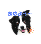 ボーダーコリー Andyとおしゃべり♬（個別スタンプ：1）