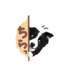 ボーダーコリー Andyとおしゃべり♬（個別スタンプ：15）