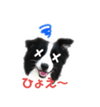 ボーダーコリー Andyとおしゃべり♬（個別スタンプ：16）