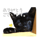 黒猫のひじきです。（個別スタンプ：1）