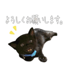 黒猫のひじきです。（個別スタンプ：3）