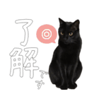 黒猫のひじきです。（個別スタンプ：5）