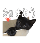 黒猫のひじきです。（個別スタンプ：6）